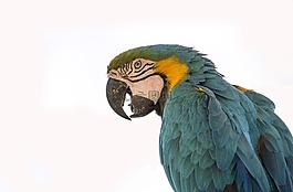 鳥,羽毛,鸚鵡