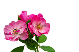 玫瑰,鮮花,粉紅色的花朵