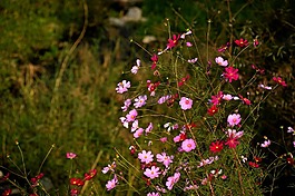 宇宙,鮮花,植物
