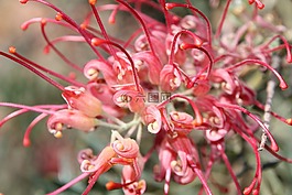 本机,植物,红色