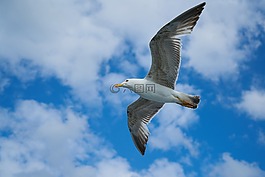 海鷗,鳥,動(dòng)物