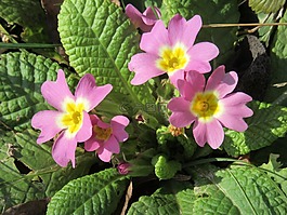 報春花,鮮花,紫