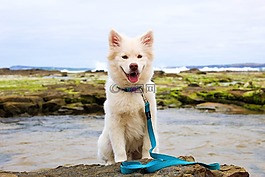 狗,小狗,海滩