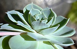 肉,廠,綠色