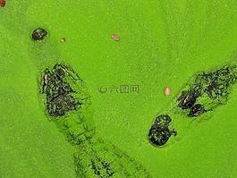 鱷魚,綠色,鱷魚農場
