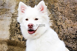 狗,小狗,海灘