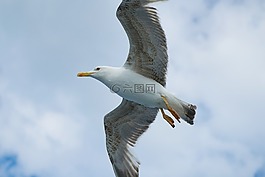 海鷗,鳥,動物