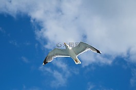 海鷗,鳥,動(dòng)物