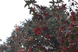 楓,自然,秋