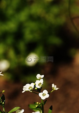 鮮花,夏天花,花園