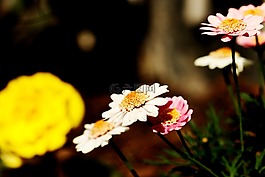 鮮花,夏天花,花園