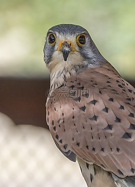 鳥,猛禽,自然