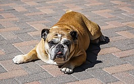 牛頭犬,狗,寵物