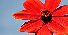 嬌琴紗,花,開花