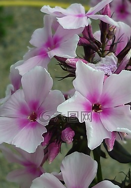 福祿考,花,白
