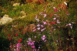 宇宙,鮮花,秋季