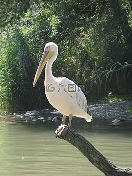 佩利坎,巴塞爾,動(dòng)物園