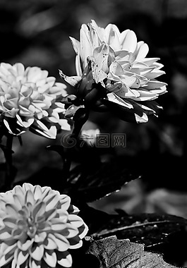 鮮花,夏天花,花園