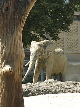 象,巴塞爾動(dòng)物園,室外外殼