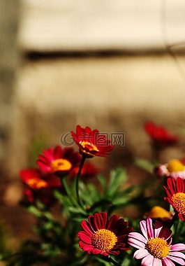 鮮花,夏天花,花園