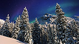 冬季,雪,樹