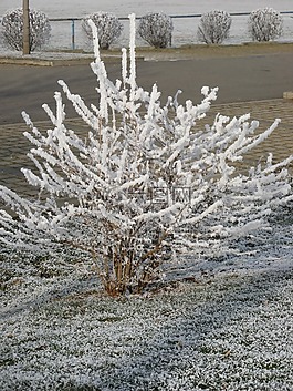 冬天的一天,霜,冰雪覆盖