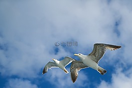 海鷗,鳥,動物