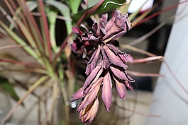 植物,內(nèi),花