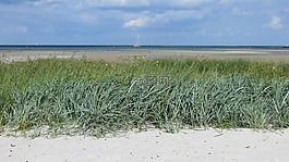沙丘,波羅的海,海