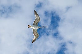 海鷗,鳥,動物