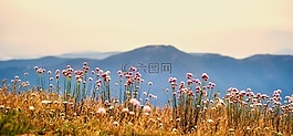 鮮花,植物,山