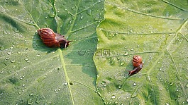 蝸牛,露珠,綠