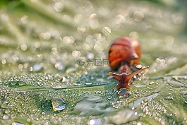 蝸牛,露珠,綠