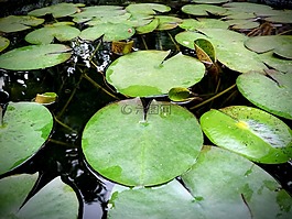 荷花池,荷葉,水