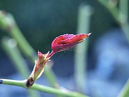 芽,玫瑰,開花