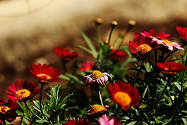 鮮花,夏天花,花園
