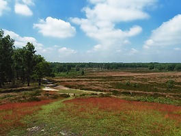 荷兰,景观,景区