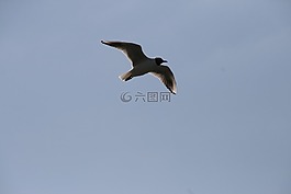 海鷗,飛,自由