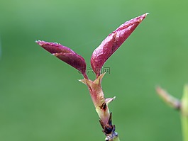 芽,玫瑰,宏