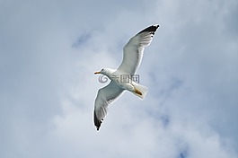 海鷗,鳥,動物