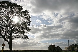 樹,太陽,自然