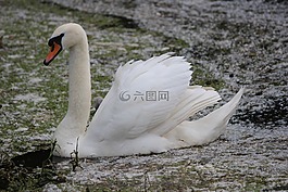 鳥,性質(zhì),水域