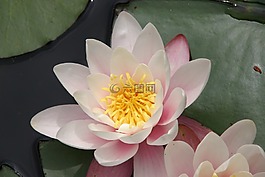 蓮花,禪宗,自然