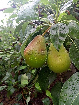 性質(zhì),梨,雨