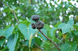 葉子,漿果,綠色