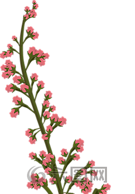 花,粉红色,植物