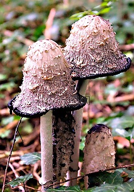 毒菌,真菌,蘑菇