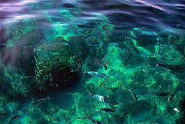 海,魚,海灘