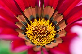 花,粉紅色,紅色