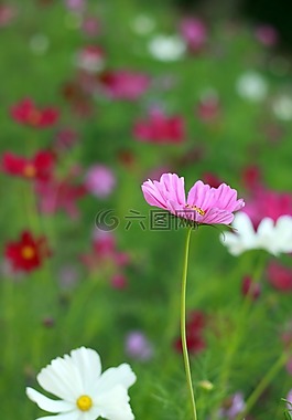 花,白,性質(zhì)